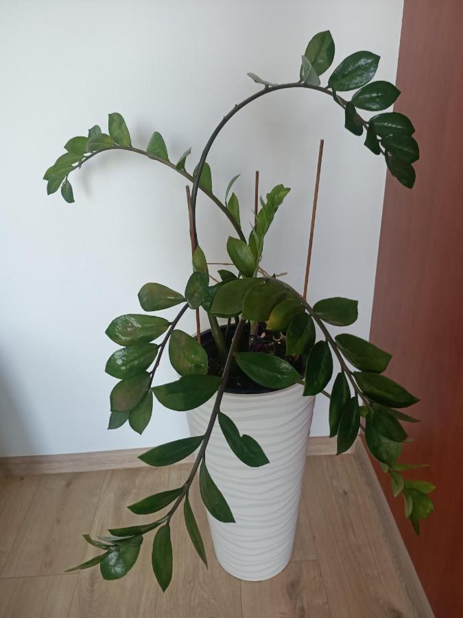 Pomaranczowa Apartment Szczecin Eksteriør bilde